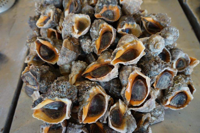 《有好货》地笼海螺不同规格海螺海螺地龙货