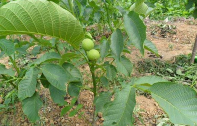 核桃种苗冠核一号新新2号薄壳香中林5号薄壳等