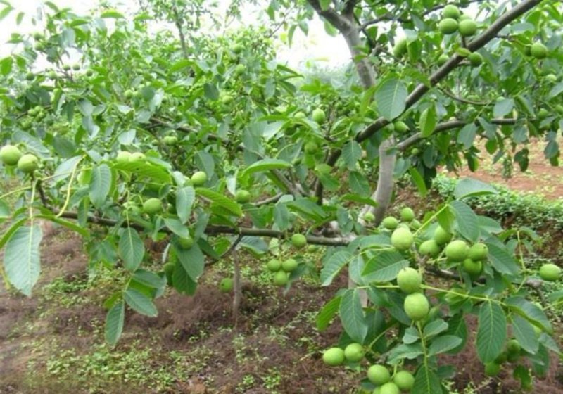 核桃种苗冠核一号新新2号薄壳香中林5号薄壳等