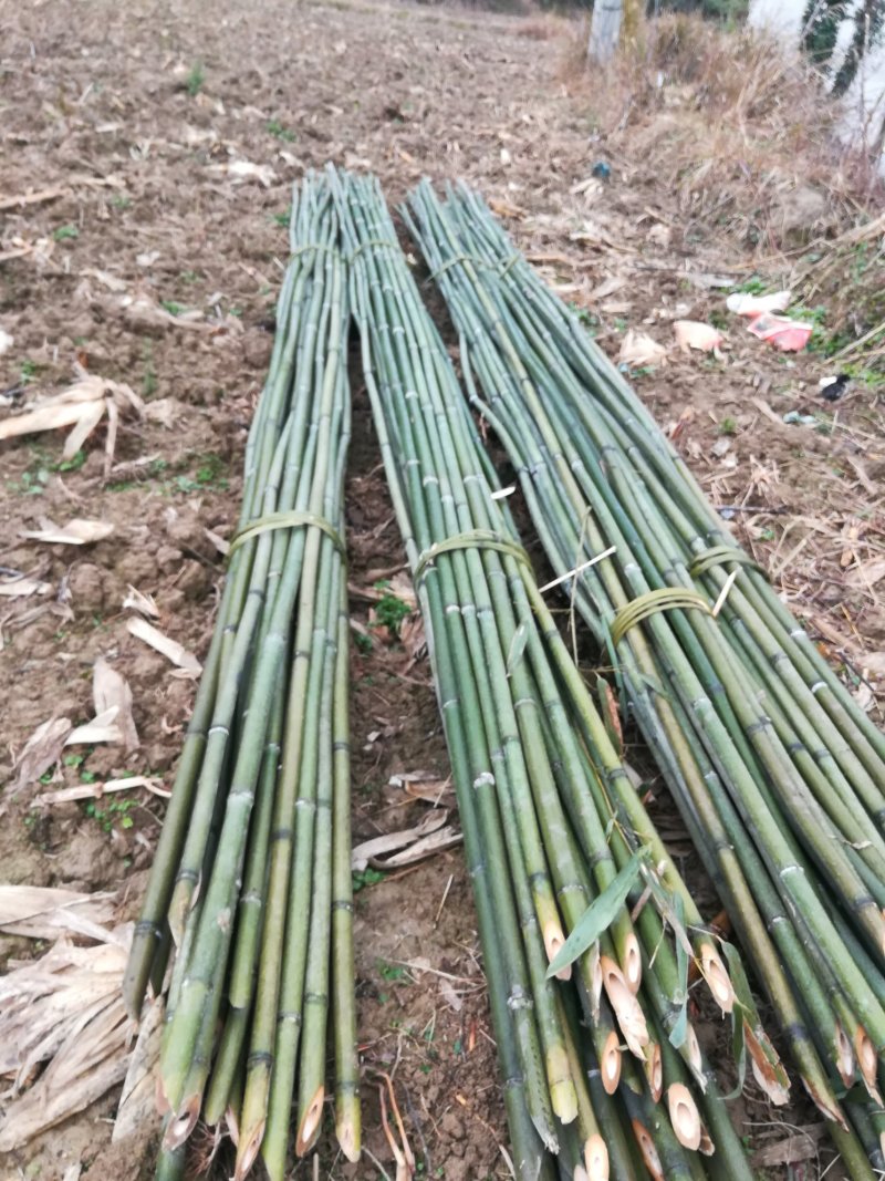 竹林长期供应各种菜架竹，有白竹，楠竹，水竹，苦竹，贵竹。