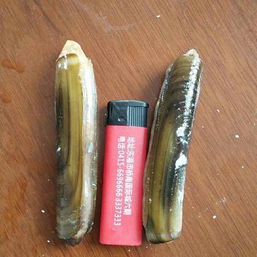 刀蛏，蛏子，刀把蛏子，味道鲜美，冻货鲜货均有，价格优惠
