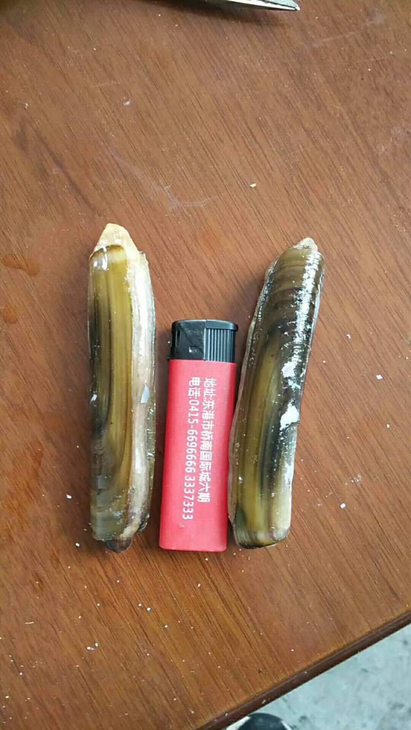 刀蛏，蛏子，刀把蛏子，味道鲜美，冻货鲜货均有，价格优惠