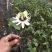 百香果嫁接苗，芭乐味黄金百香果嫁接苗、正宗芭乐味