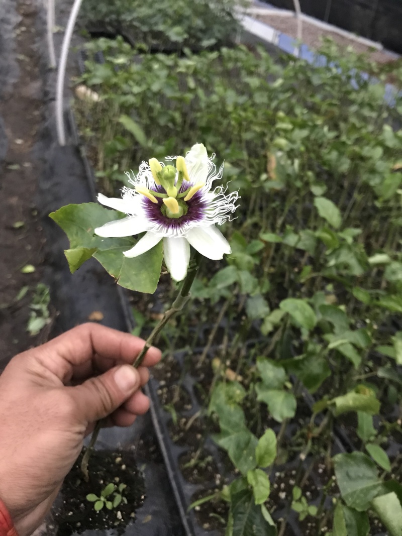 百香果嫁接苗，芭乐味黄金百香果嫁接苗、正宗芭乐味