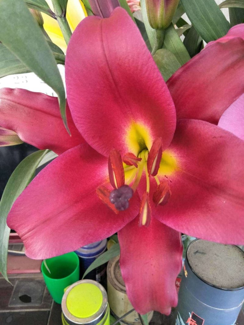 白云花都江高年宵花盆栽百合花黄色红色花2022花市