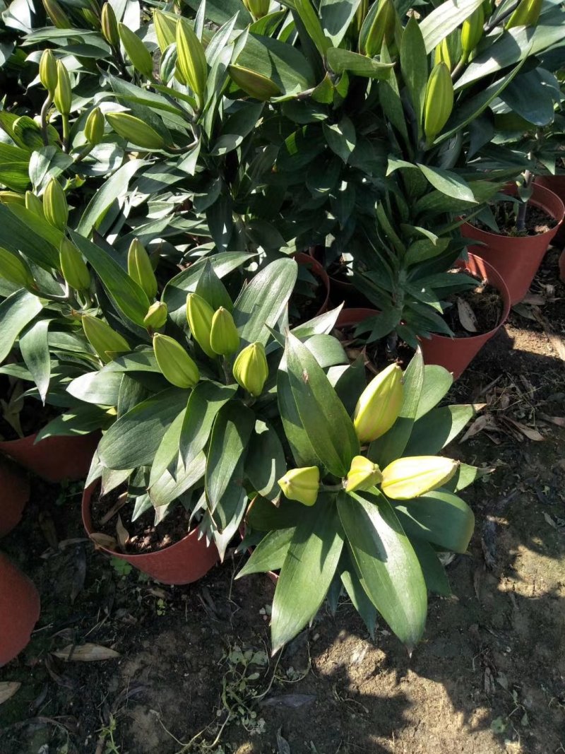 白云花都江高年宵花盆栽百合花黄色红色花2022花市