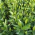 白云花都江高年宵花盆栽百合花黄色红色花2022花市