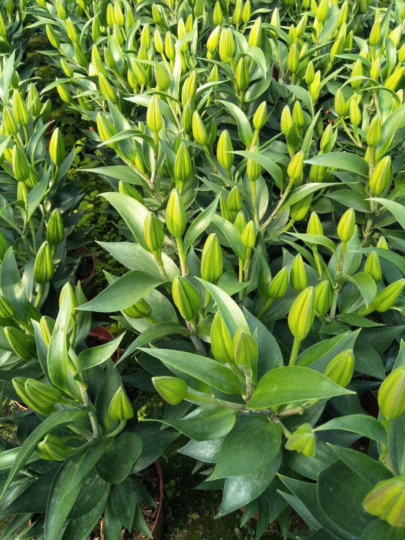 白云花都江高年宵花盆栽百合花黄色红色花2022花市