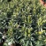 白云花都江高年宵花盆栽百合花黄色红色花2022花市