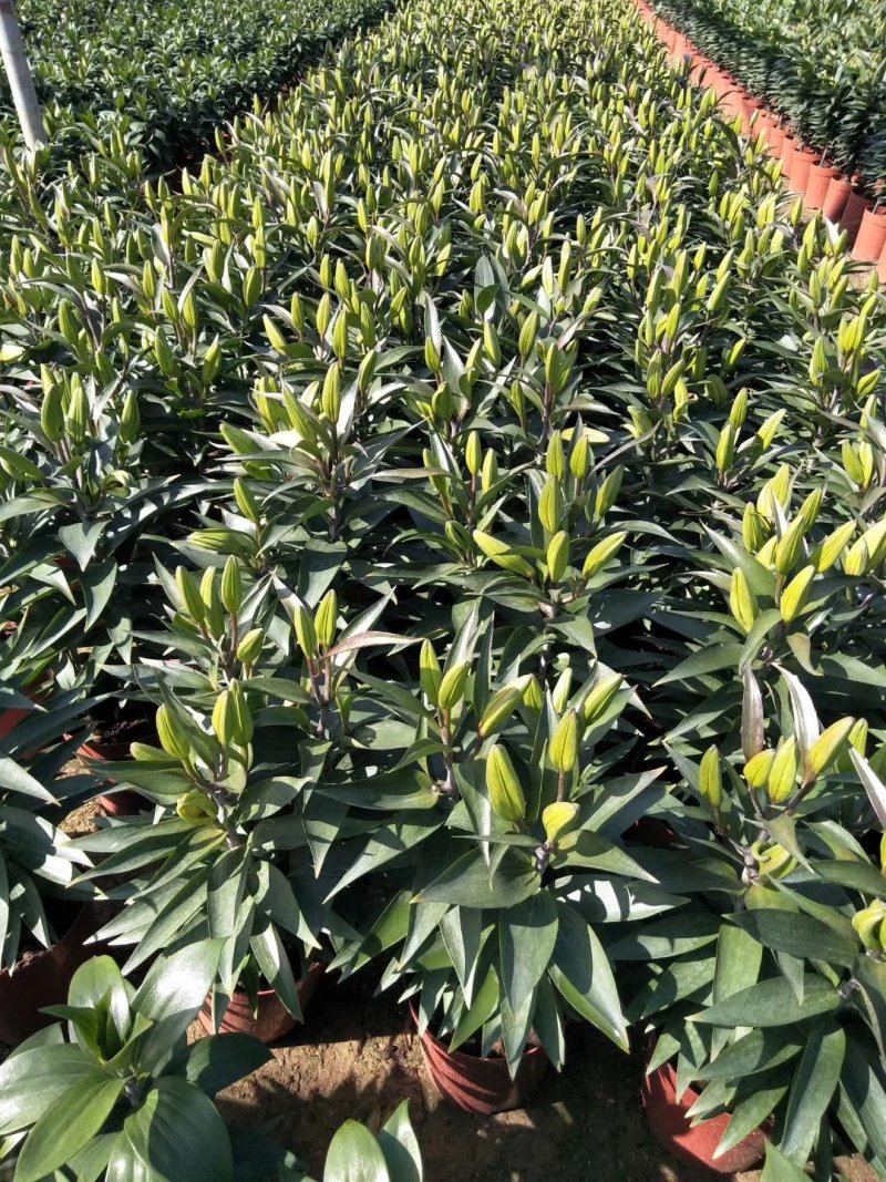 白云花都江高年宵花盆栽百合花黄色红色花2022花市