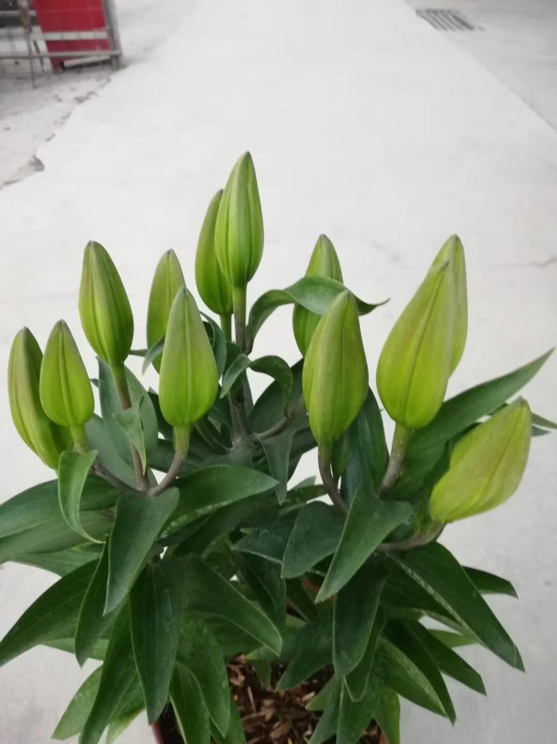 白云花都江高年宵花盆栽百合花黄色红色花2022花市