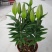 白云花都江高年宵花盆栽百合花黄色红色花2022花市