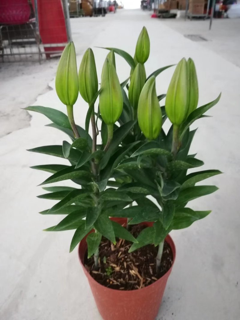 白云花都江高年宵花盆栽百合花黄色红色花2022花市