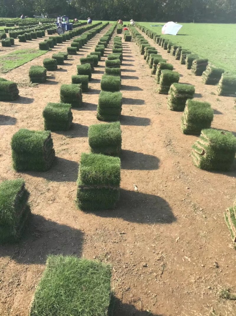园林城中村拆旧改新工程草卷草皮草抉楼盘工地台湾草马尼拉草