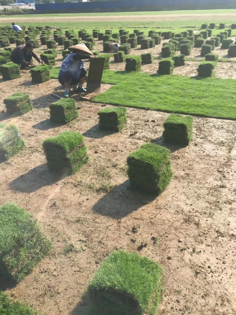 园林城中村拆旧改新工程草卷草皮草抉楼盘工地台湾草马尼拉草