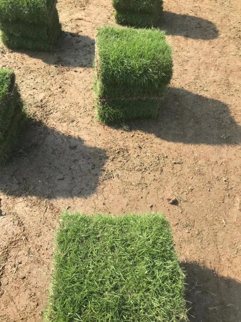 园林城中村拆旧改新工程草卷草皮草抉楼盘工地台湾草马尼拉草