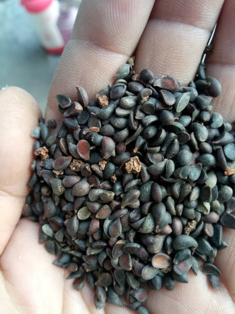 海棠种子98%以上种植苹果苗就选八棱海棠苗