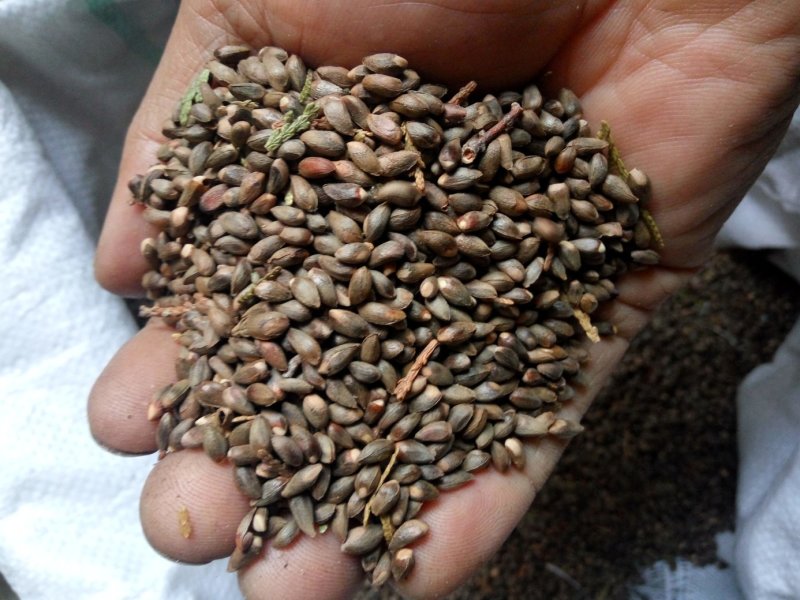海棠种子98%以上种植苹果苗就选八棱海棠苗