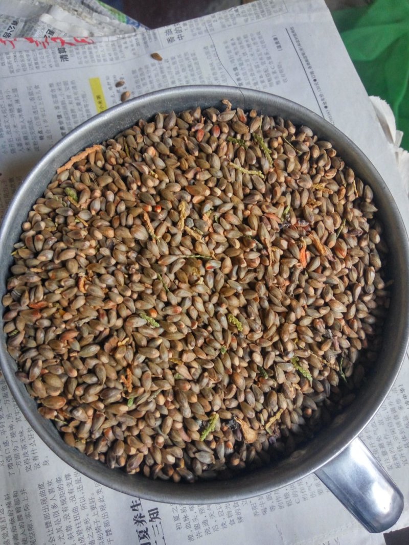 海棠种子98%以上种植苹果苗就选八棱海棠苗