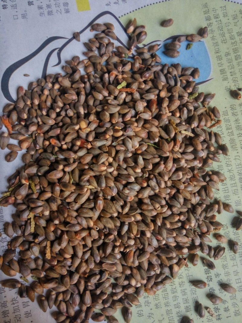 海棠种子98%以上种植苹果苗就选八棱海棠苗