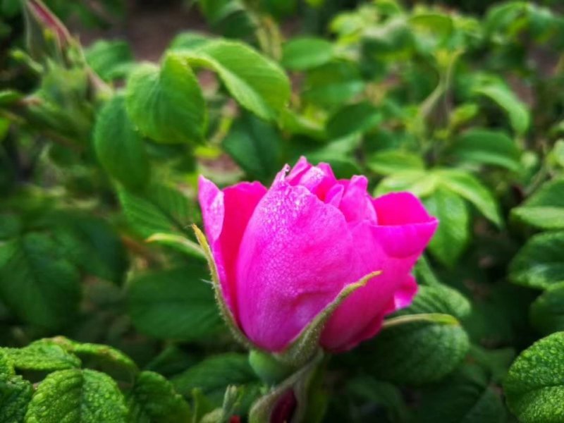 平阴食用玫瑰干花瓣花瓣碎干玫瑰花干花茶阿胶糕糕点