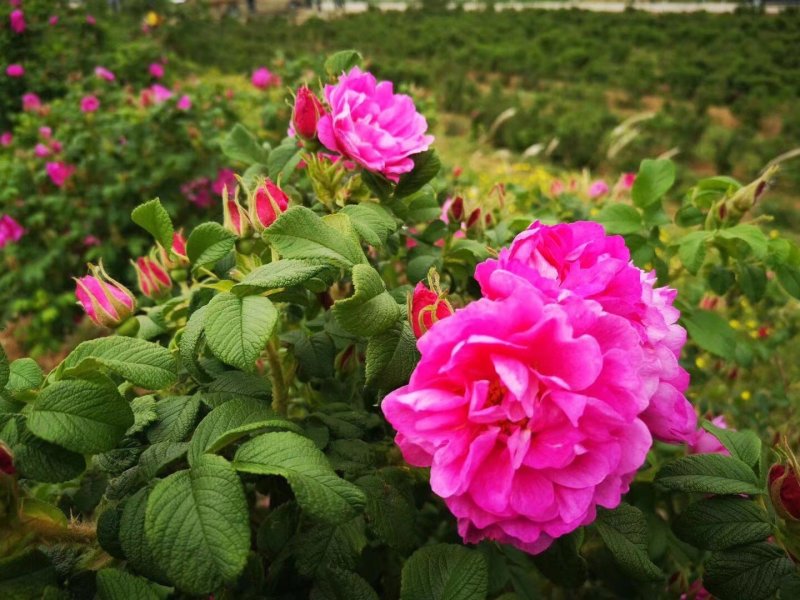 平阴食用玫瑰干花瓣花瓣碎干玫瑰花干花茶阿胶糕糕点