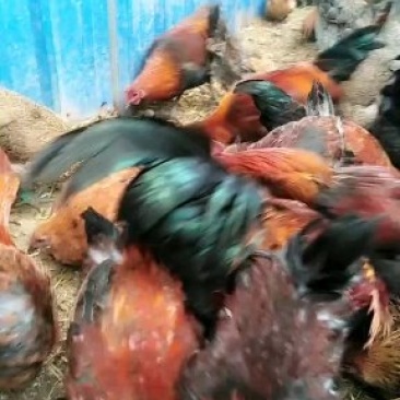 土鸡散养土鸡提前预订土鸡