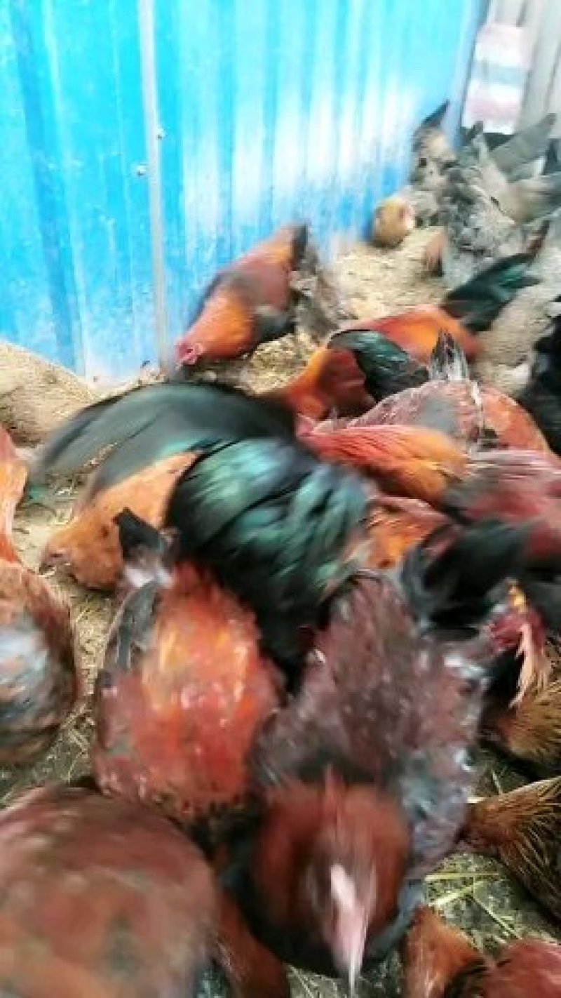 土鸡散养土鸡提前预订土鸡