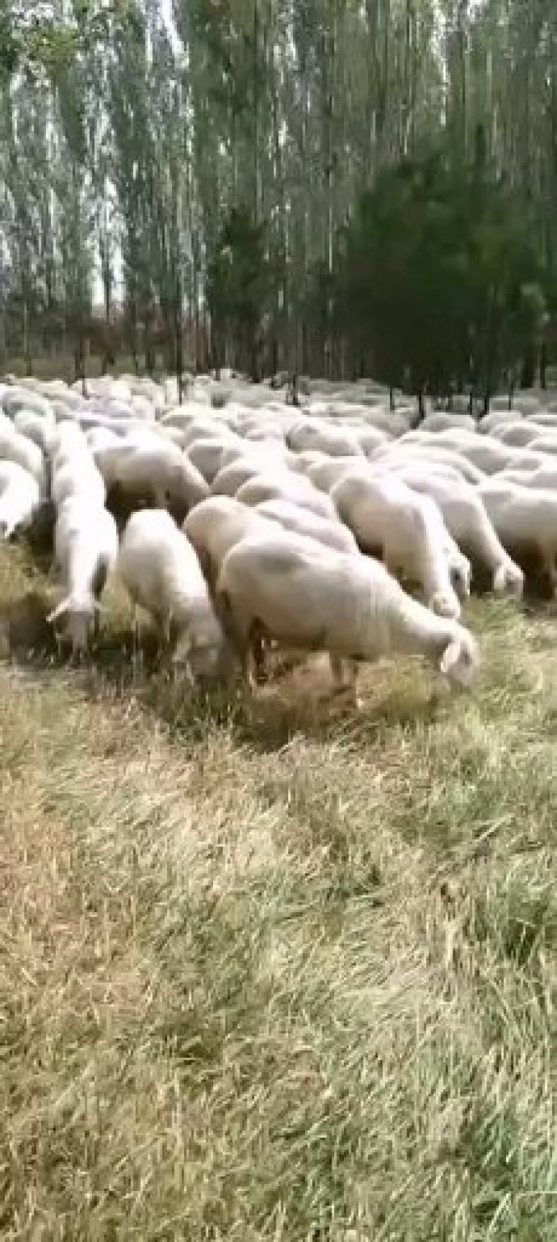 山羊绵羊肉羊草膘放羊的/头