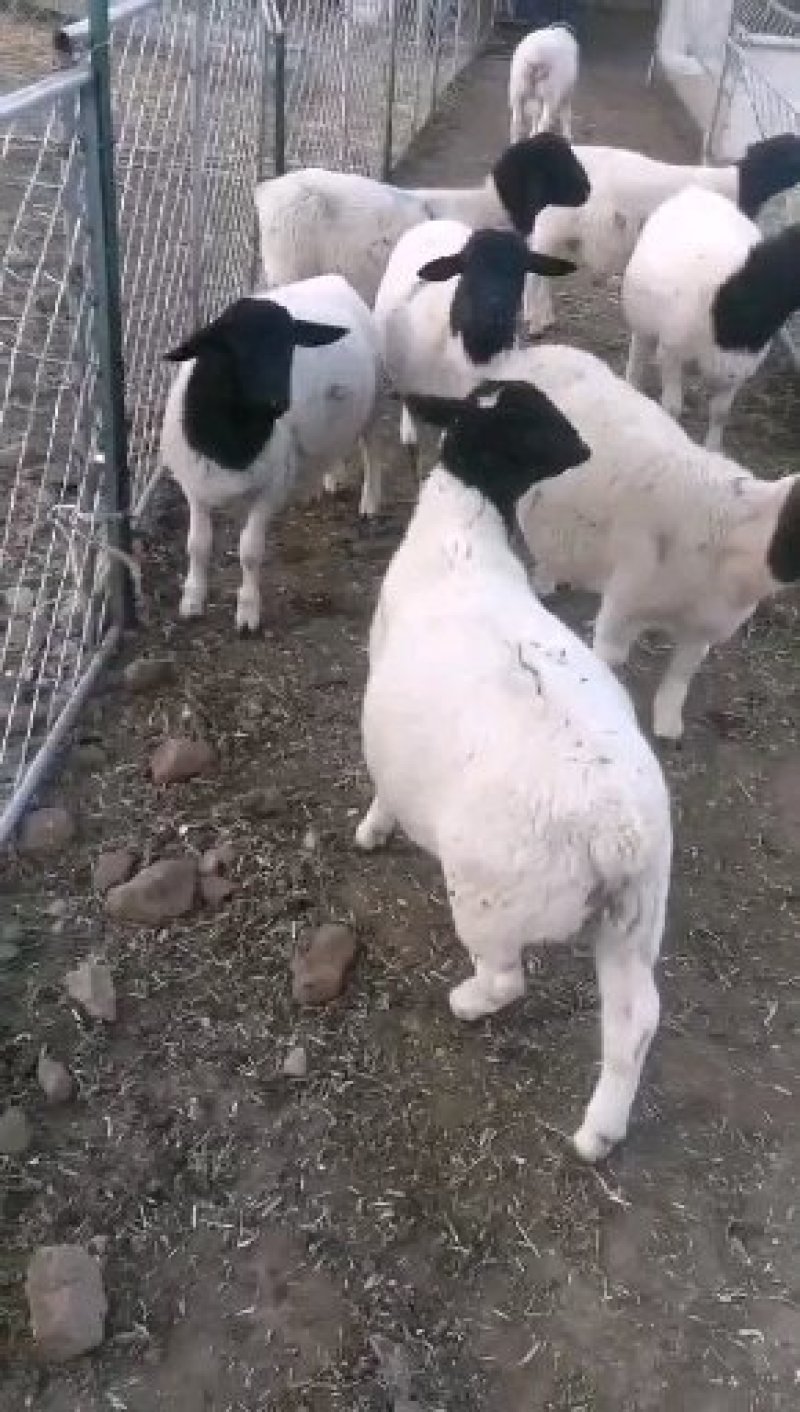 山羊绵羊肉羊草膘放羊的/头