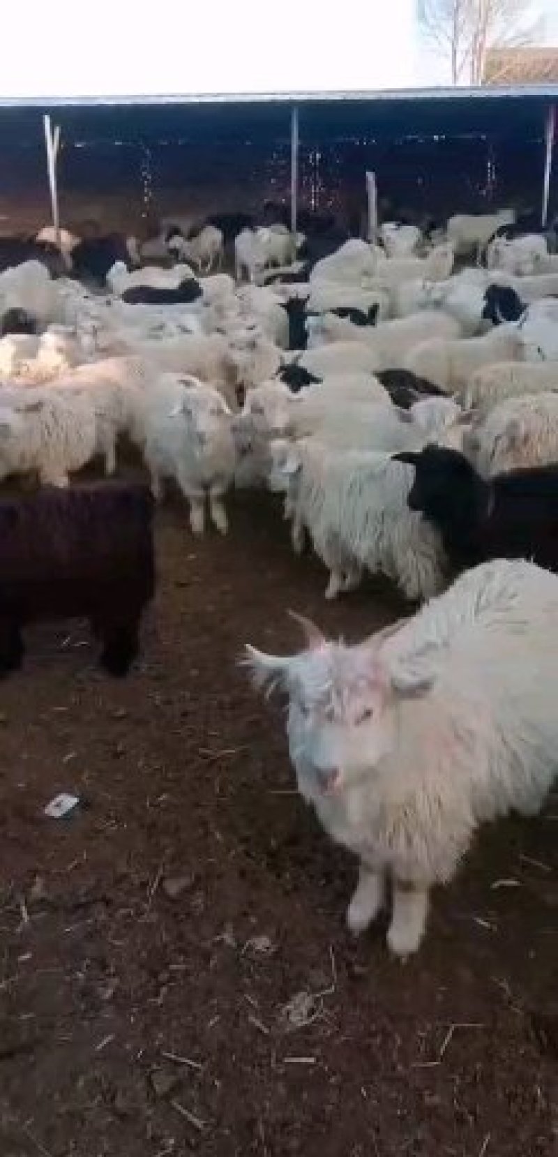 山羊绵羊肉羊草膘放羊的/头