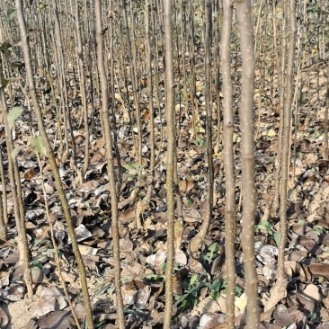 皇冠梨树苗1~4cm150~200cm