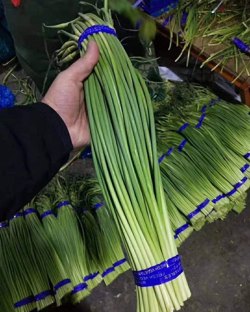【推荐】蒜苔实力批发，价格便宜，全国发货，金乡红帽蒜苔