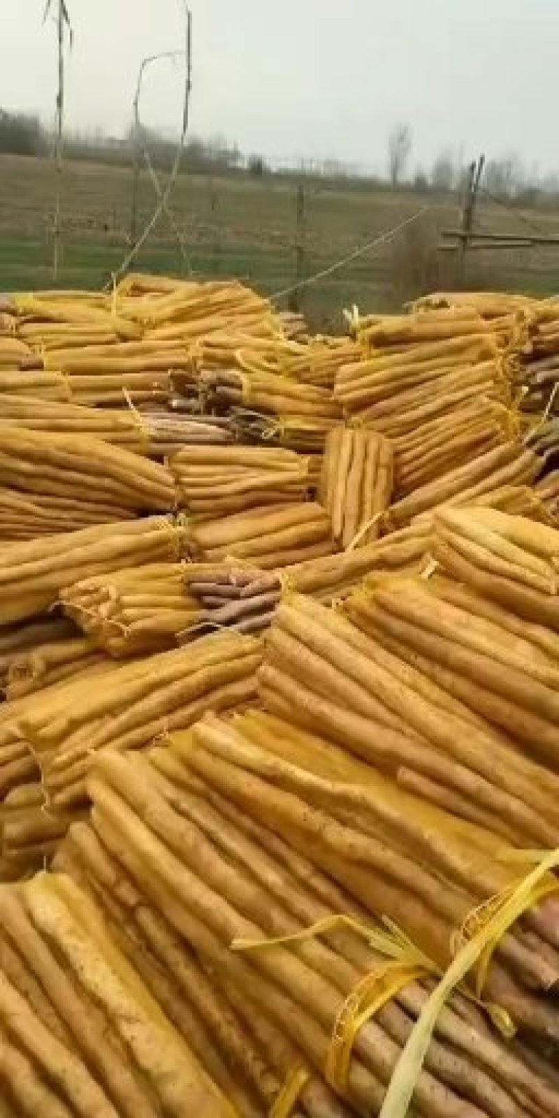 大量供应水洗正宗小白嘴网兜货。（注意不是假货）保质保量