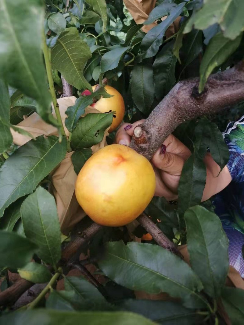 辽宁精品中油四桃苗多品种包成活技术指导现起现卖假一赔十