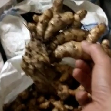 莪术，陏金鲜货