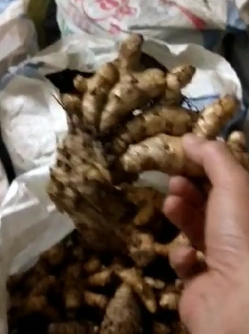 莪术，陏金鲜货