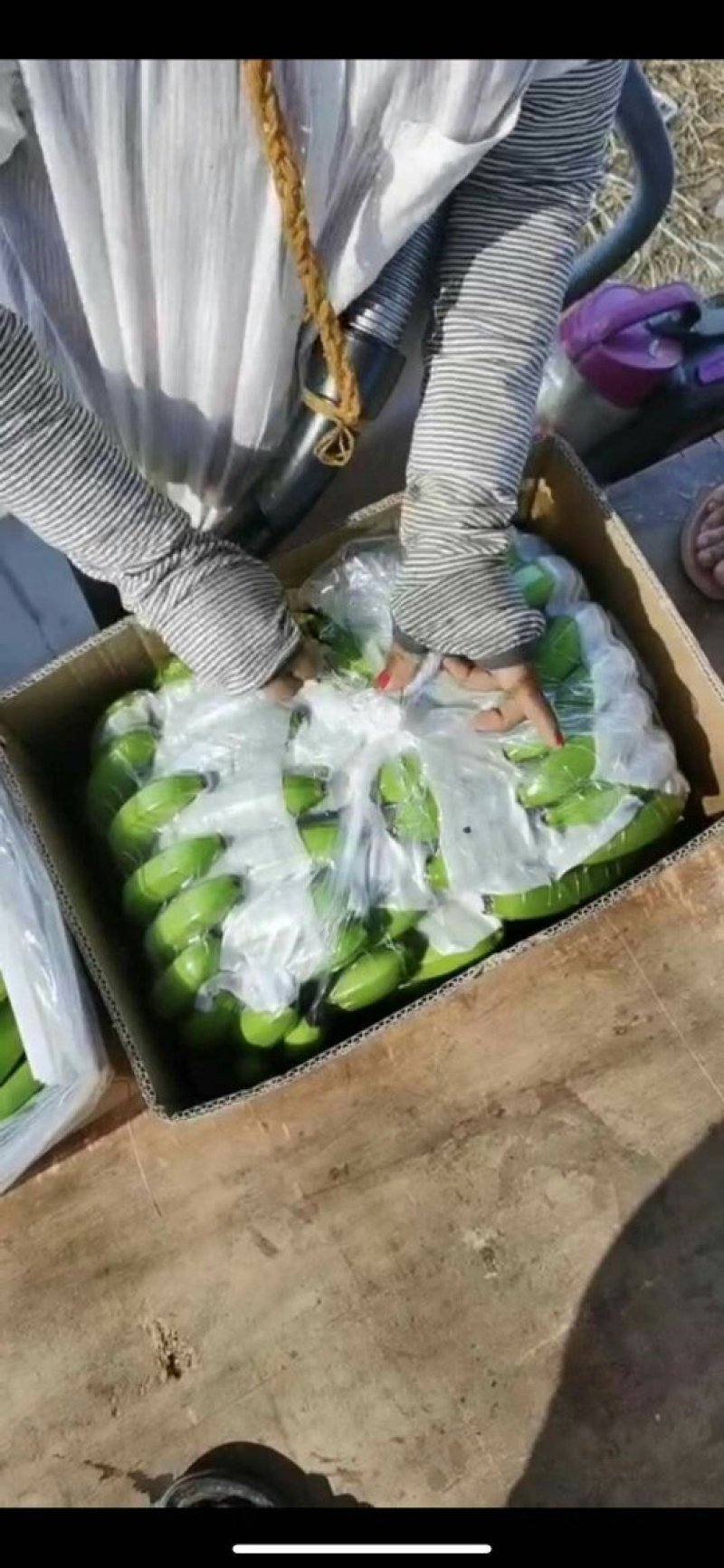 香蕉直供亚热带水果自然天气条件成就*美水果
