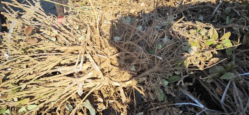 平阴玫瑰丰花玫瑰食用玫瑰苗基地批发一号玫瑰嫁接苗