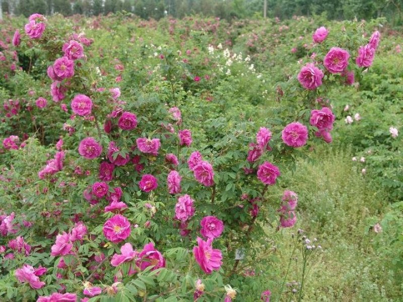 平阴玫瑰丰花玫瑰食用玫瑰苗基地批发一号玫瑰嫁接苗