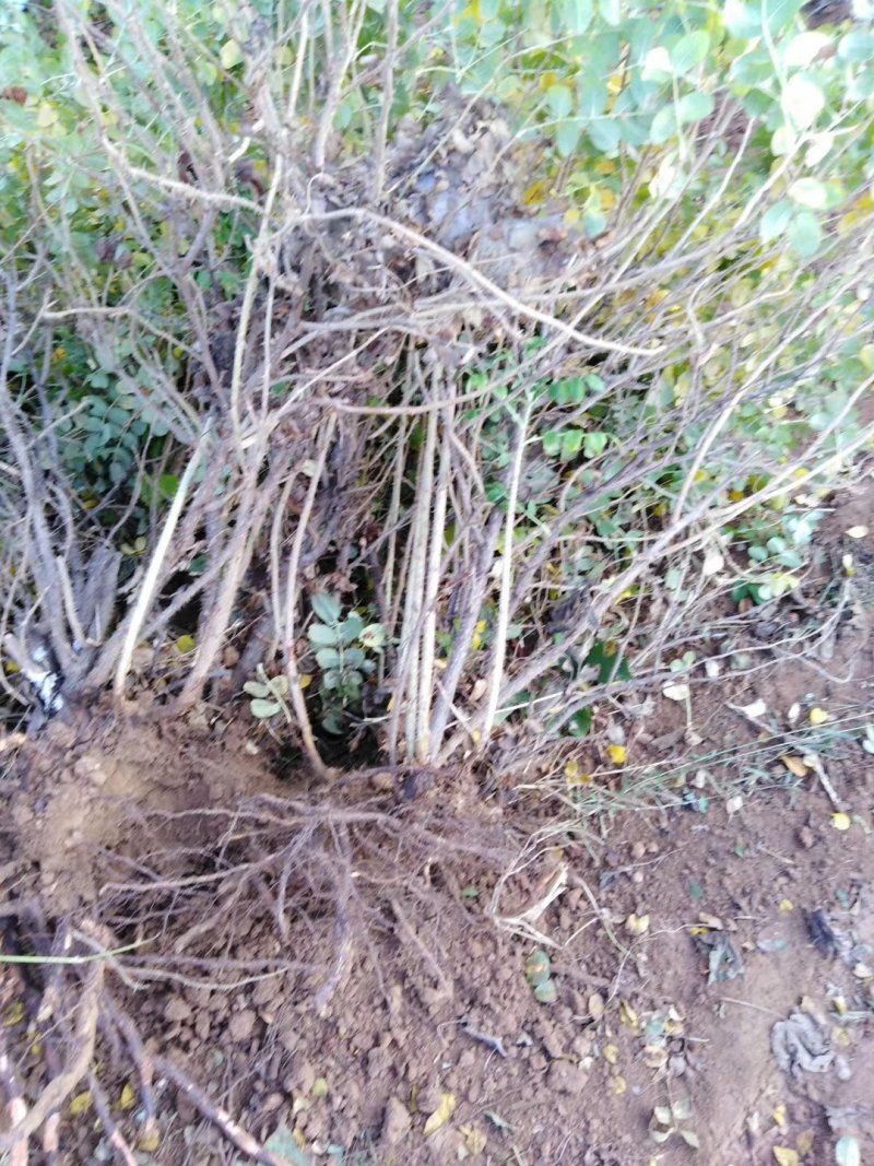 平阴玫瑰丰花玫瑰食用玫瑰苗基地批发一号玫瑰嫁接苗