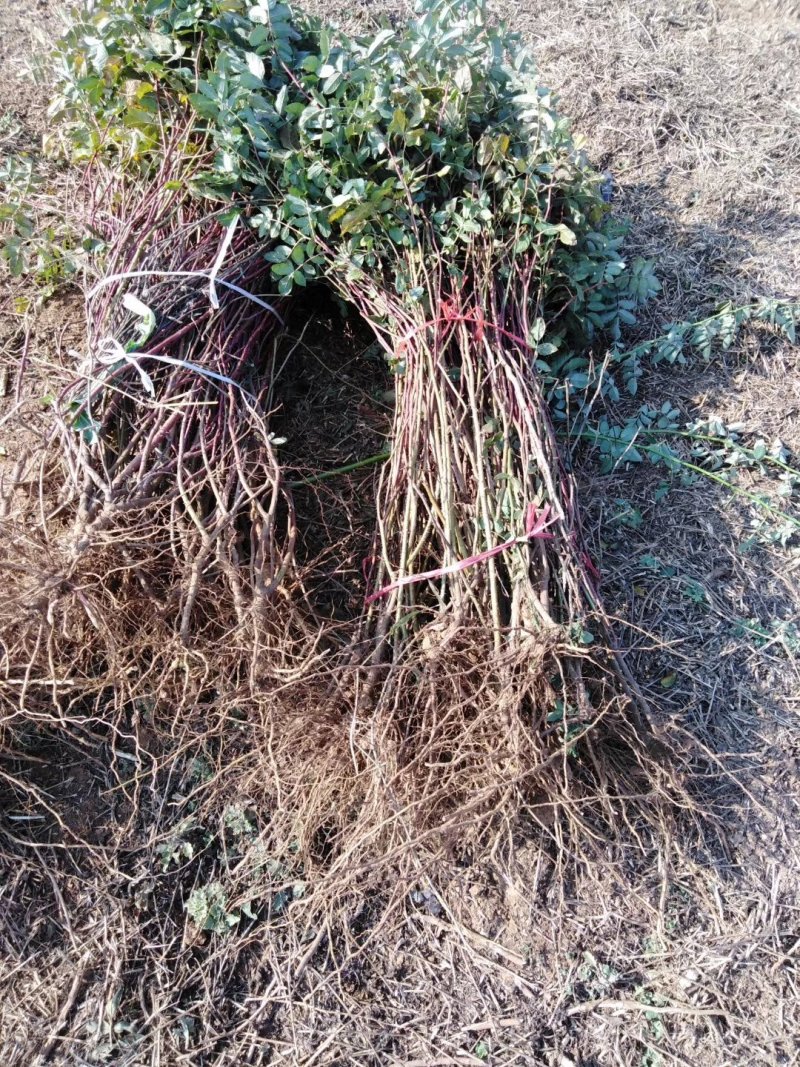 平阴玫瑰丰花玫瑰食用玫瑰苗基地批发一号玫瑰嫁接苗