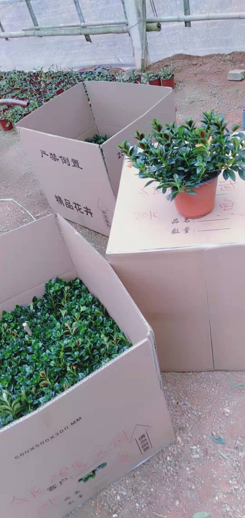 金鱼吊兰金鱼草八角杯金鱼基地批发直销代理