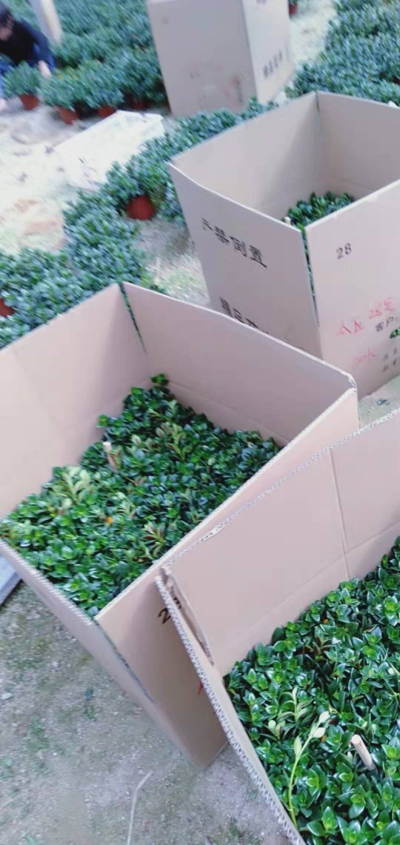 金鱼吊兰金鱼草八角杯金鱼基地批发直销代理