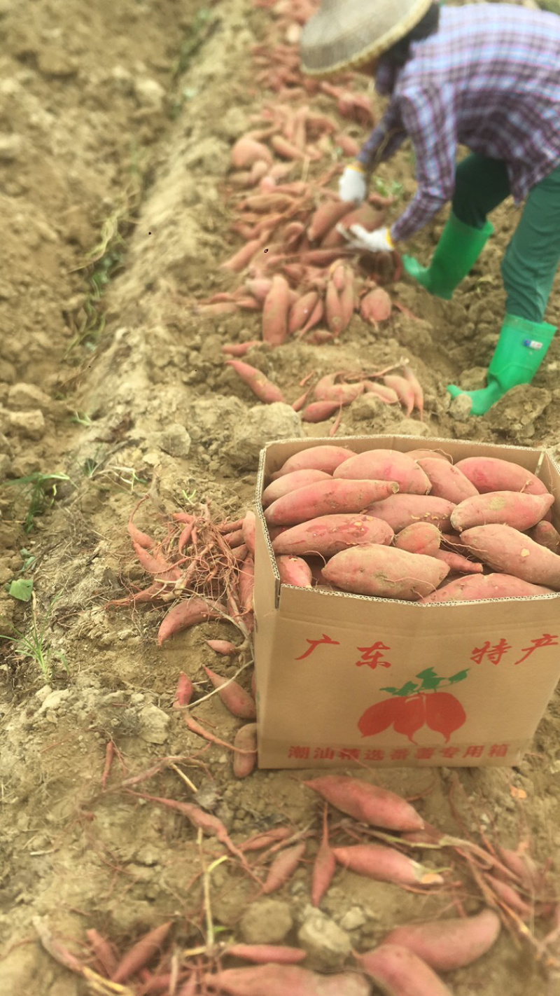 西瓜红蜜薯粉糯适中香甜可口惠来红薯半沙地红薯