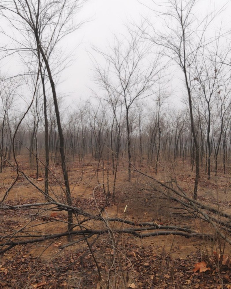 沭阳榉树基地大量销售中，常年批发供应榉树