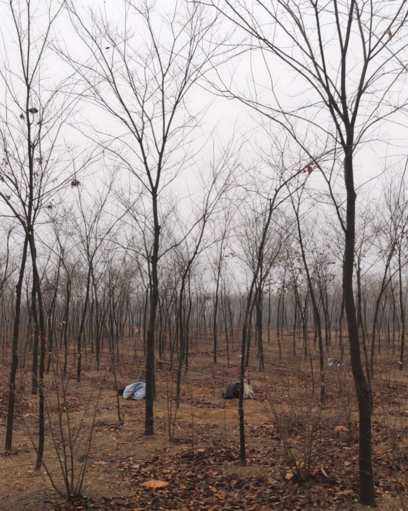 沭阳榉树基地大量销售中，常年批发供应榉树