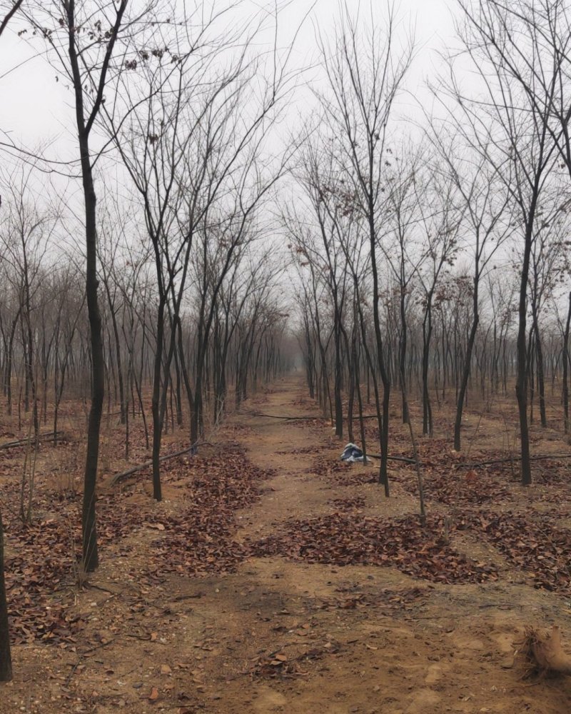 求购红榉树苗木常年批发供应红榉树价格优惠沭阳大型红榉树种