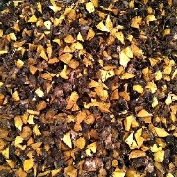 出售正宗马蹄大黄种芽，每一个种子0.5元