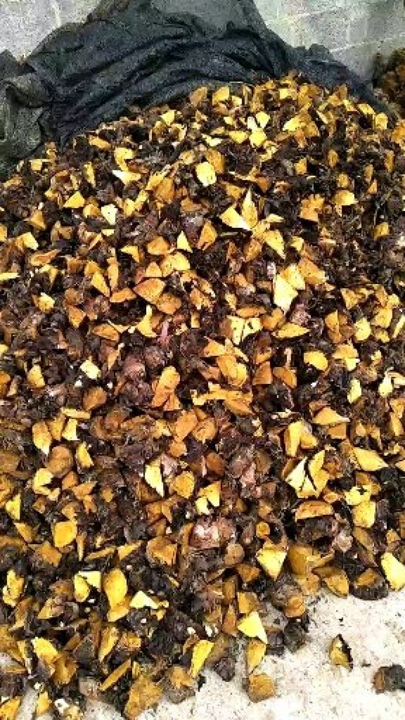 出售正宗马蹄大黄种芽，每一个种子0.5元